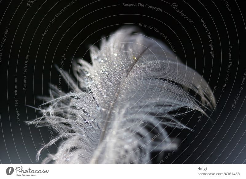 Close up of a white feather covered with dewdrops Feather Drop dew drops Wet Close-up light as a feather Nature Drops of water Dew Detail