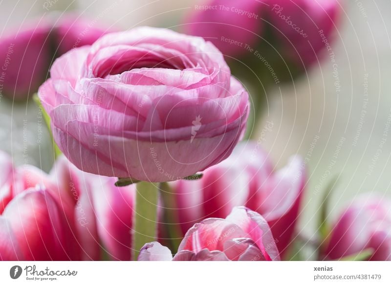 Pink ranunculus in a bouquet with tulips in springtime Flower Blossom Bouquet Buttercup Spring spring bouquet Fragrance Plant Blossoming Decoration