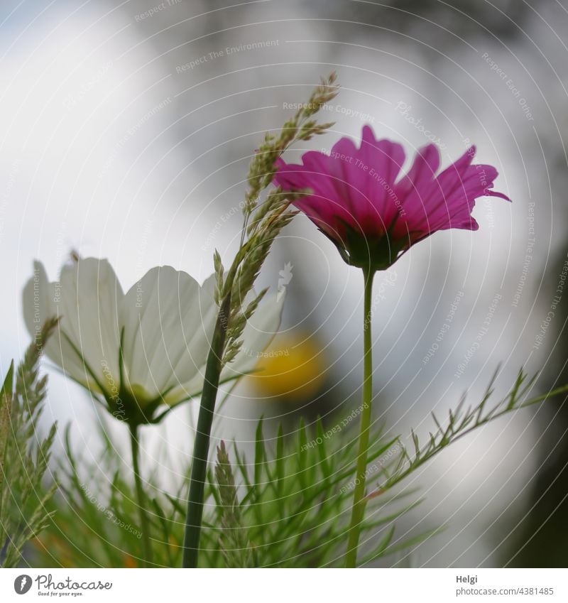 pink and white cosmea flower in a flower meadow Flower Blossom Cosmea Cosmos blade of grass Back-light Flower meadow Flowering meadow Park Nature Environment