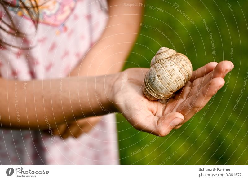 Vineyard snail on child's hand Crumpet Snail shell Discover Child Children`s hand Playing explore Infancy family life Family guard sb./sth. Indicate Hand