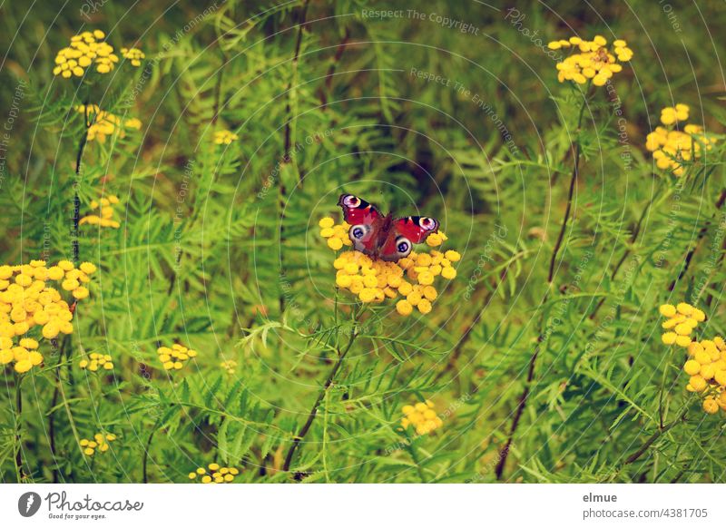 Peacock butterfly - on a wormleaf flower / Insect mortality / Environmental protection Butterfly butterflies Noble butterfly tansy wormwood composite