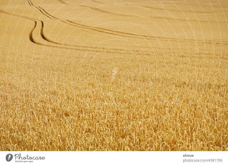 Wheat field with odd leading tracks / ripening time / bread grain Wheatfield Grain Grain field acre guide track slanting Wheat Strike Bread Cereals Ear of corn