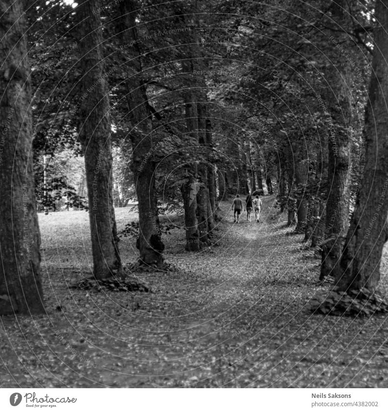 old big oak or maple tree alley in town park. Silhouettes of three people in distance autumn avenue background beautiful beauty black black and white creepy