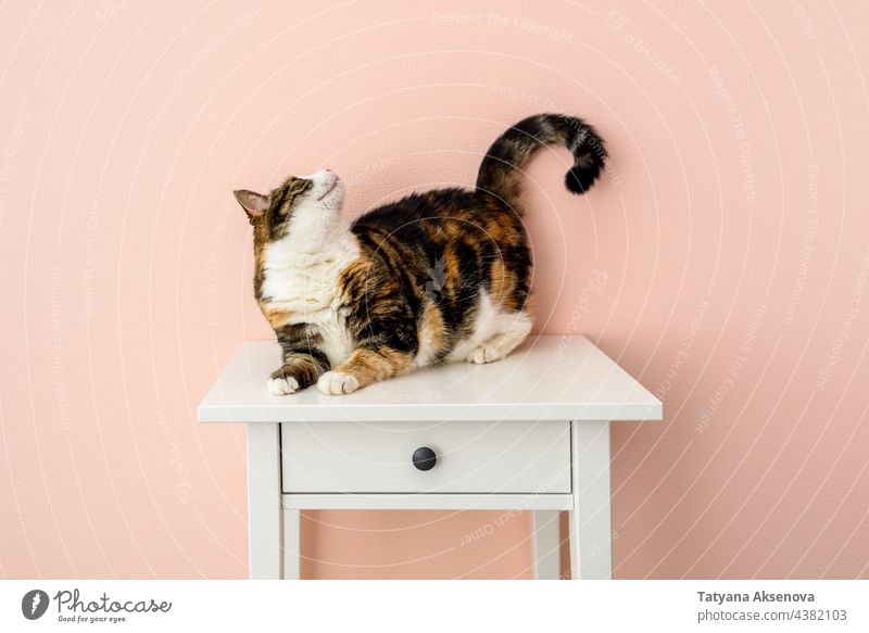 Cat on bedside table near pink wall pet cat feline calico indoor animal calico cat fur domestic animals cute portrait white no people domestic cat one animal