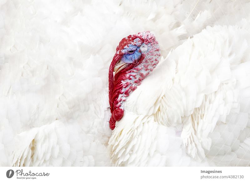 Turkey - turkey White feathers Hen head portrait full screen Close-up background Abstract Pattern texture side view Head Agriculture animal head animal world