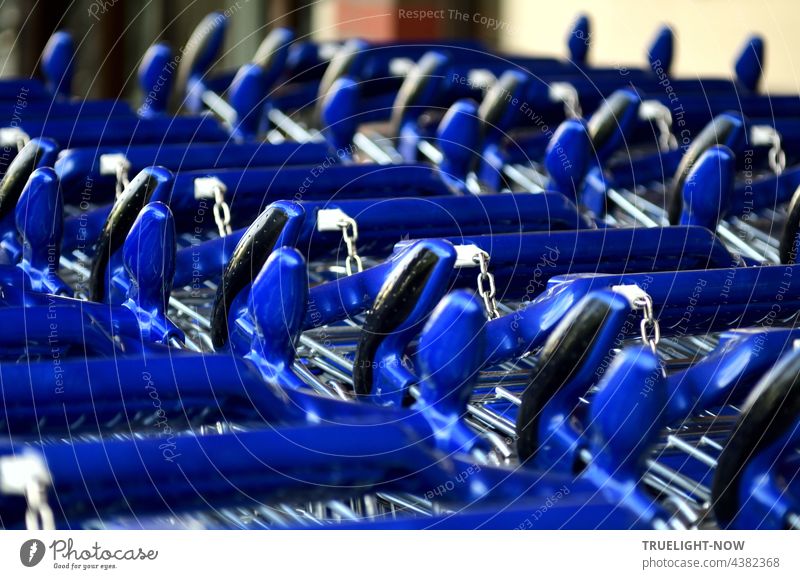 Neatly lined up and chained, empty bright blue and silver shopping trolleys wait for their turn in front of the supermarket. Shopping Trolley Supermarket System