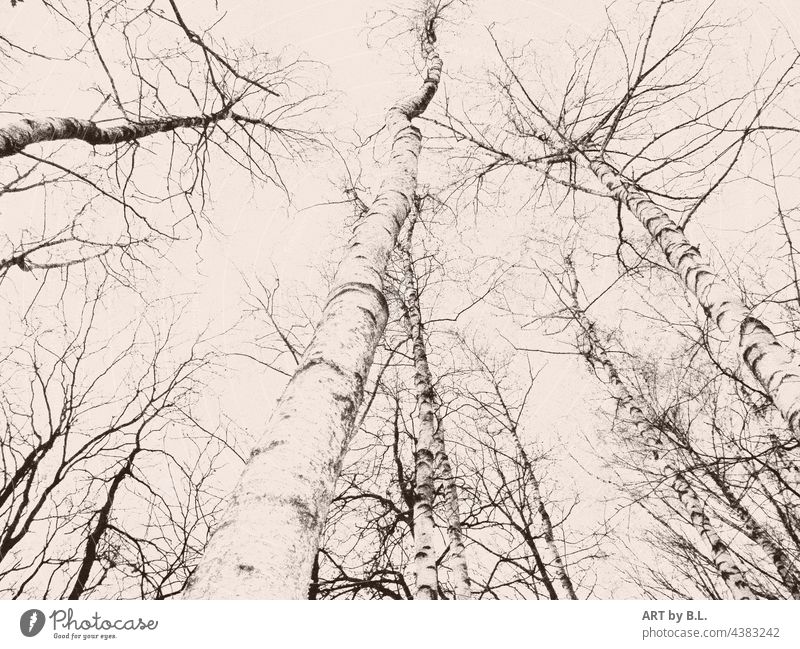 Ein Blick nach oben in die Birken im Herbst baum bäume herbst birken wald birkenstämme jahreszeit trist einfarbig monocrom zweige birkenzweige