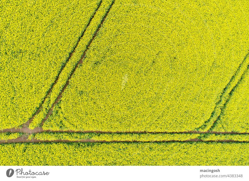 Rape field from above Canola Canola field Yellow Field Plant Spring Agriculture Agricultural crop Blossom Blossoming Oilseed rape flower Exterior shot