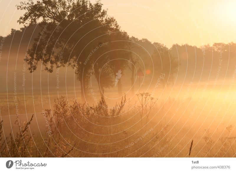 morning-hour Nature Landscape Sunrise Sunset Summer Weather Beautiful weather Fog Tree Grass Traffic infrastructure Street Lanes & trails Road sign Glittering