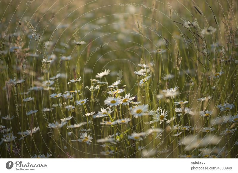 Marguerite meadow in the evening light daisy meadow Flower meadow Summer Meadow Nature Blossoming Colour photo Plant Fragrance White Deserted