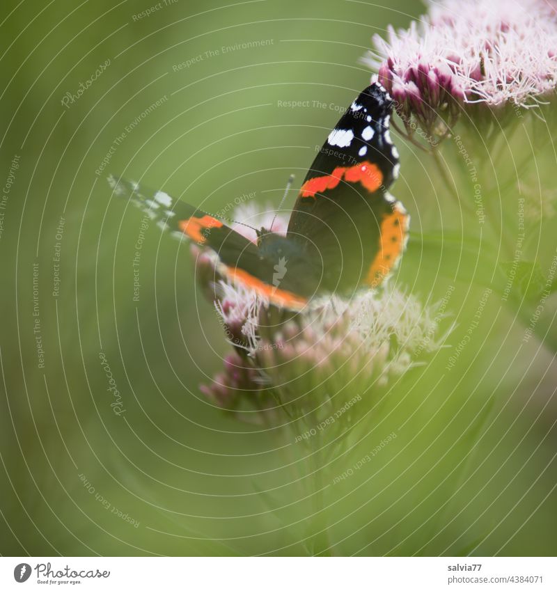 Admiral in the green Nature Blossom Butterfly Red admiral Vanessa atalanta Waterdrop Colour photo Green Grand piano Insect 1 Animal portrait Flower Summer