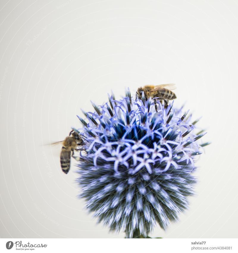 blue globe thistle, a real bee magnet Nature Bee Flower Insect Summer Blossom Macro (Extreme close-up) Nectar Garden Fragrance Pollen Honey bee Diligent