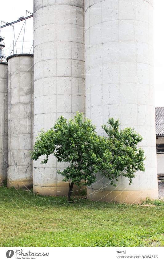 High silos in green area. A green-leaved tree is in front of it. hochsilo Silo Tree Green space Agriculture warehousing store Farm