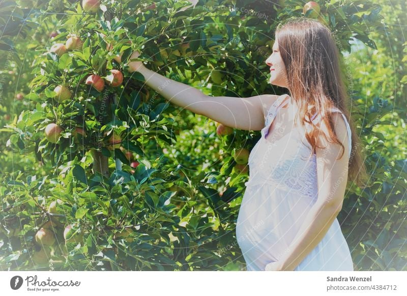 Pregnant woman picking apple maternity fashion pregnancy Nutrition Baby bump Stomach salubriously fruit other circumstances Woman long hairs Nature naturally
