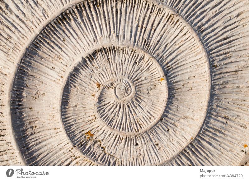 Patterns in nature. Spiral in shell. Background. Portugal, Europe evolution geological paleontology style geology prehistoric closeup fibonacci spiral ancient
