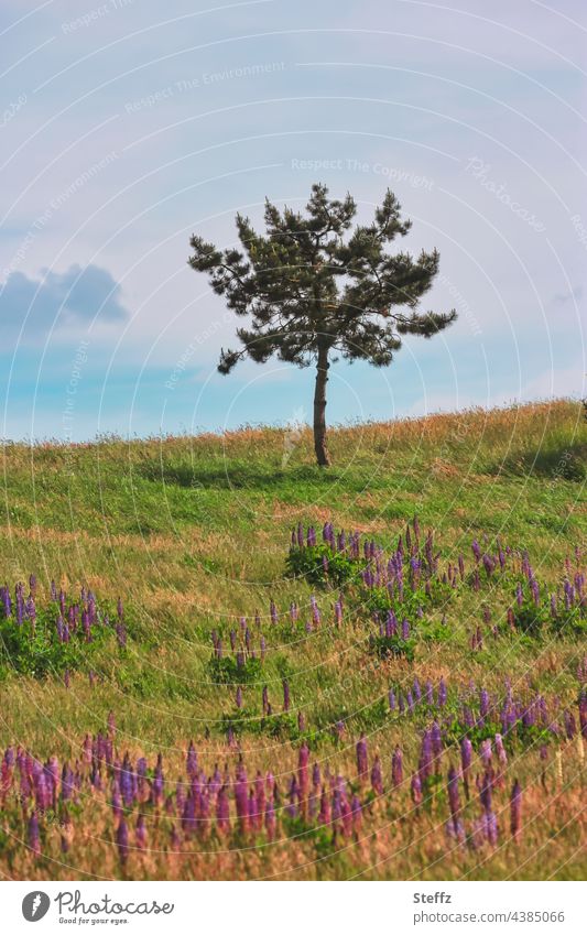 Lonely / the tree on the hill / a cloud and lupines approaching Tree summer meadow Meadow Loneliness Lupines Hill haiku lupinus Summer warmth wild plants