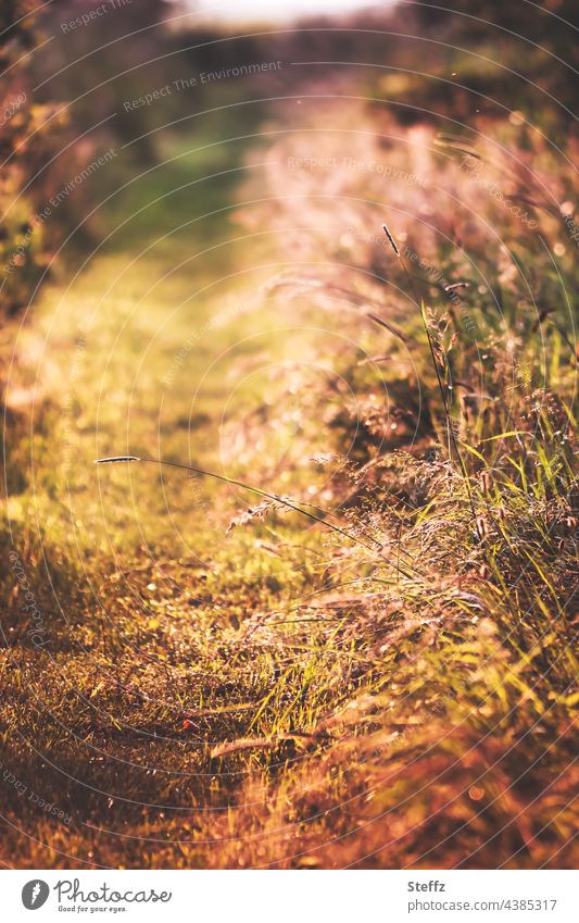 A summer path / Grasses bend deep yellow / It's warm Summer Trail Summer grass grasses Footpath haiku off summer heat summer light warm summer day ardor