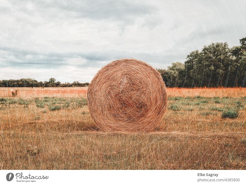 Straw bale rolled up on a field waiting for removal Field Summer Tree Nature Grass Deserted Sky Landscape Agriculture Copy Space top Exterior shot