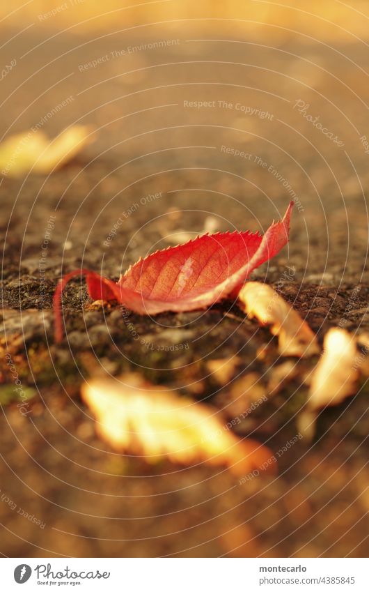 Autumn mood | A leaf stands out in the warm sunlight Leaf Environment Nature Thin Old Simple Transience Exterior shot Close-up Detail Copy Space top