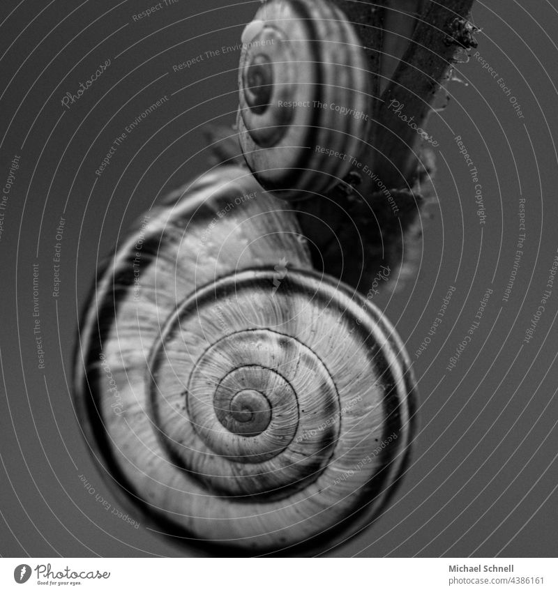 Two ribbon snails Snail shell snail shells curled ribbon screw about each other big and small small and big Animal Macro (Extreme close-up) Small Large Slimy