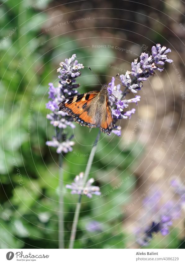 A butterfly on lavender flower Butterfly Lavender lavender blossom Nature Violet Summer Exterior shot Shallow depth of field Colour photo Plant Blossoming