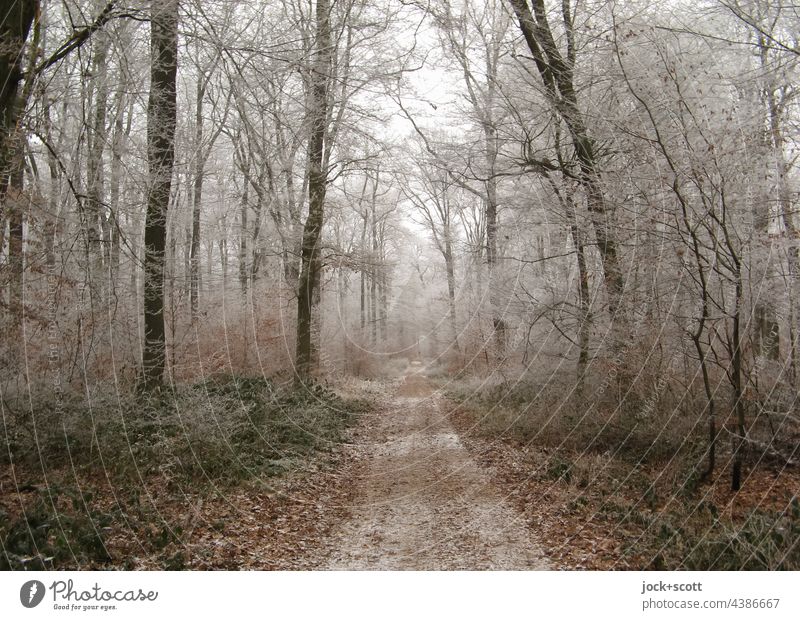 Forest path in the frosty winter Nature Frost naturally Calm Cold Authentic Inspiration Idyll Climate trees Winter Lanes & trails hazy chill Winter mood Ice