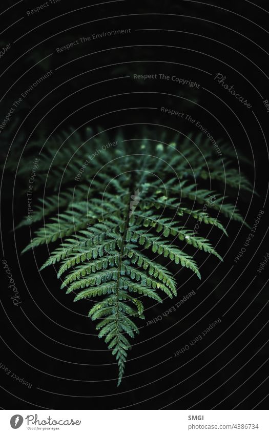 Detail shot of a fern leaf growing in a forest. Fern floral natural background in sunlight. Copy space botanical chlorophyll darkness drops eco ecology
