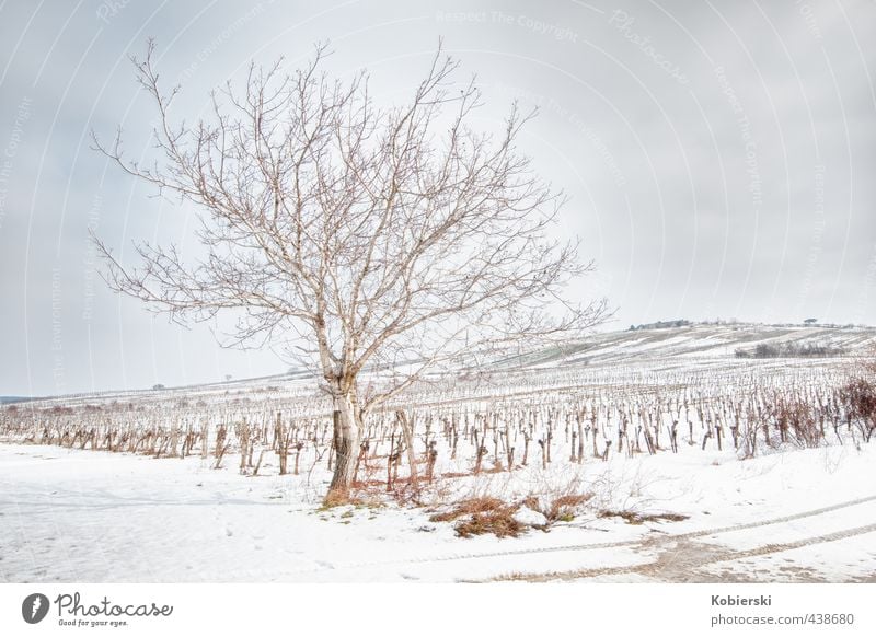 Winter at the vineyard Vine Wine growing Alcoholic drinks Senses Relaxation Landscape Animal Clouds Ice Frost Snow Tree Hill Vineyard Freeze Faded Cold