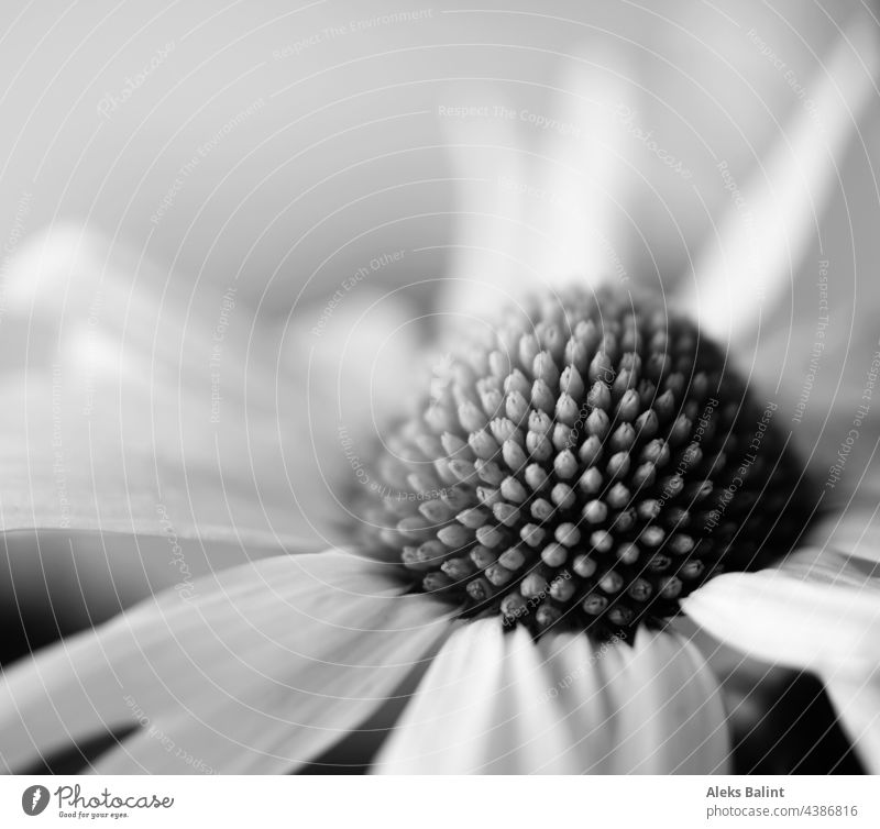 Daisy in black and white Marguerite marguerites Flower Nature Summer black-and-white Black & white photo Blossom Exterior shot Blossoming Close-up macro