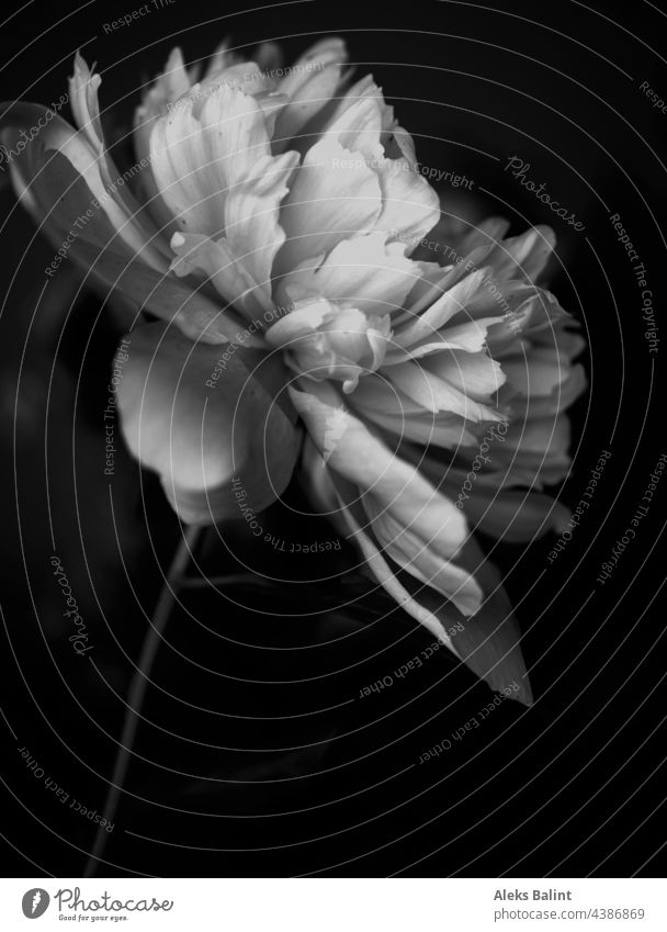 Peony, from the side, in black and white peony blossom Flower Blossom Close-up black-and-white Black & white photo Detail Blossoming