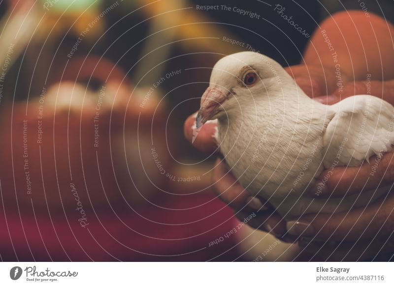 Wedding dove rests in the hands ,soon she will take to the skies wedding dove Animal portrait Nature Bird Exterior shot Colour photo Sit Shallow depth of field