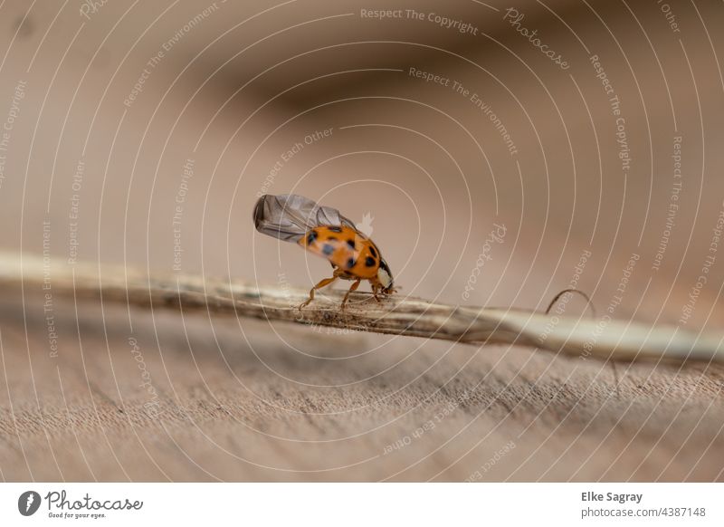 Ladybug airing wings ,neutral background Ladybird Copy Space top Copy Space bottom Colour photo Beetle Deserted Shallow depth of field Happy Insect Green