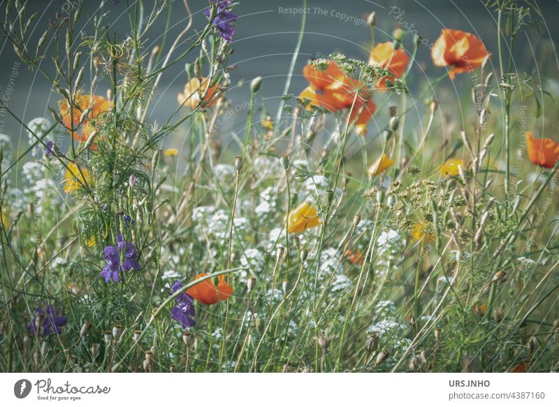wild flowers grow by the roadside meadow flowers Nature Meadow Summer Plant Green Flower meadow Spring Blossoming Garden Exterior shot wildflower mix Red Yellow