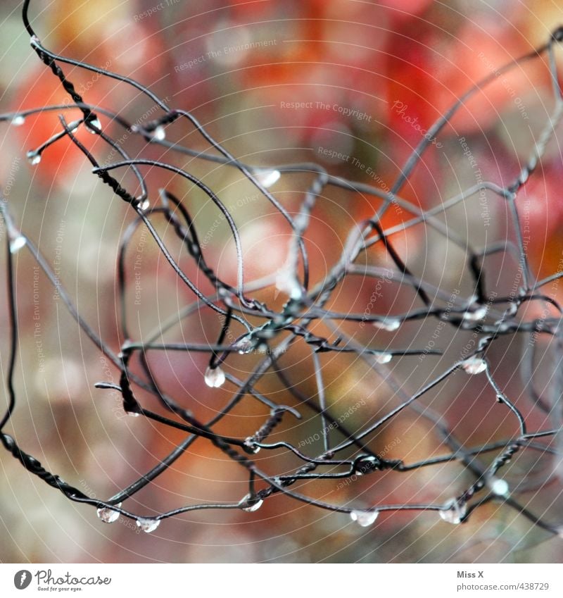 trickle Autumn Weather Bad weather Rain Wet Wire Dew Drops of water Wire fence Grating Net Autumnal weather Colour photo Multicoloured Exterior shot Close-up