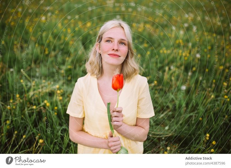 Smiling woman with red tulip in meadow flower field spring tender content floral female blossom bloom fresh natural summer calm delicate nature tranquil petal