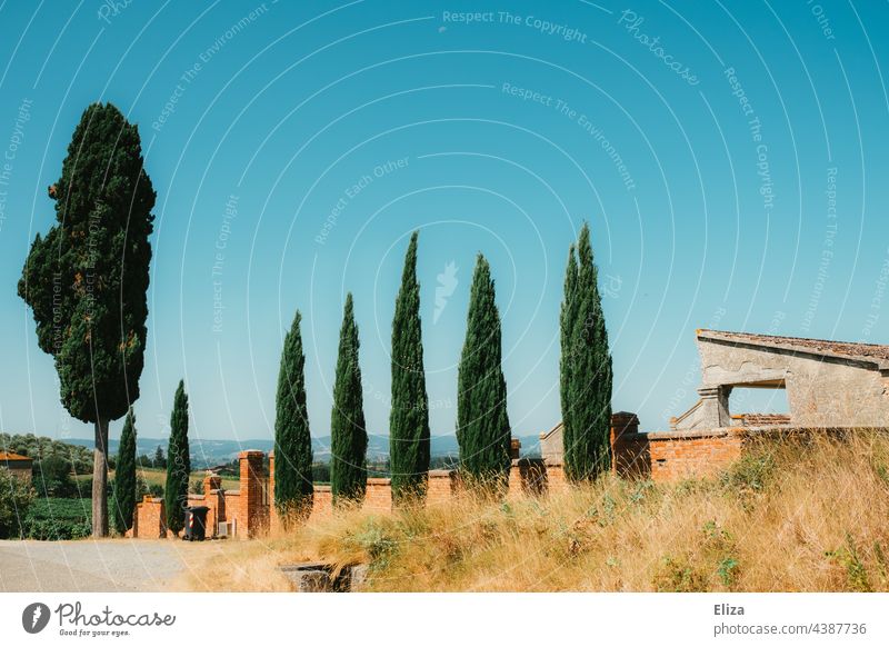 Cypress trees in front of an estate in Tuscany Cypresses Wall (barrier) Property Summer Blue sky Nature Italy Landscape