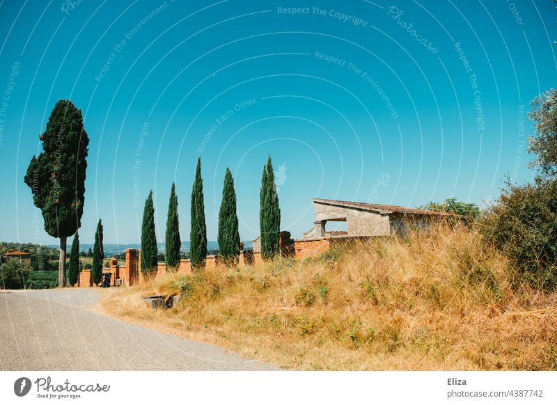 Cypress trees in front of an estate in Tuscany Cypresses Wall (barrier) Property Summer Blue sky Nature Italy Landscape