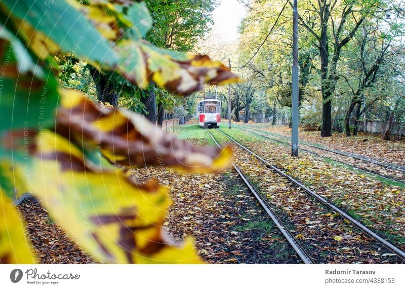 tram rides on rails in autumn railroad urban red railway tree tourism track nature retro transport travel landscape beauty path beautiful season natural