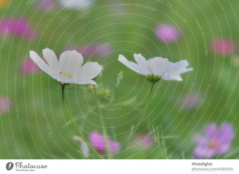 Cosmea twins against green pink blurred background Cosmos Flowerbed botanical cosmetics Cosmea flowers blurriness daylight Nature Blossom Plant Garden Summer