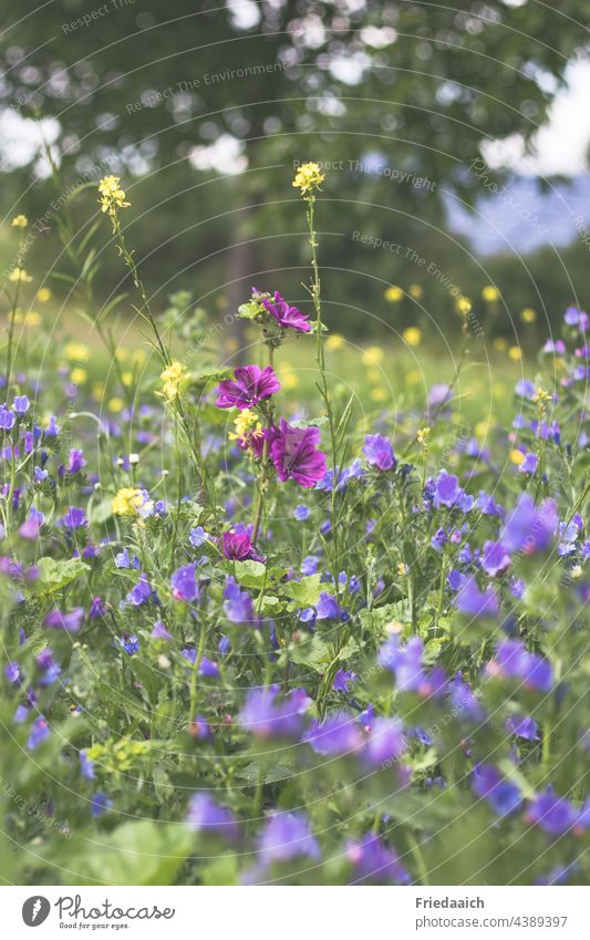 Colorful summer flower meadow Flower meadow Summerflower bee meadow Colourful summer meadow Nature Meadow Blossoming Colour photo Wild plant naturally