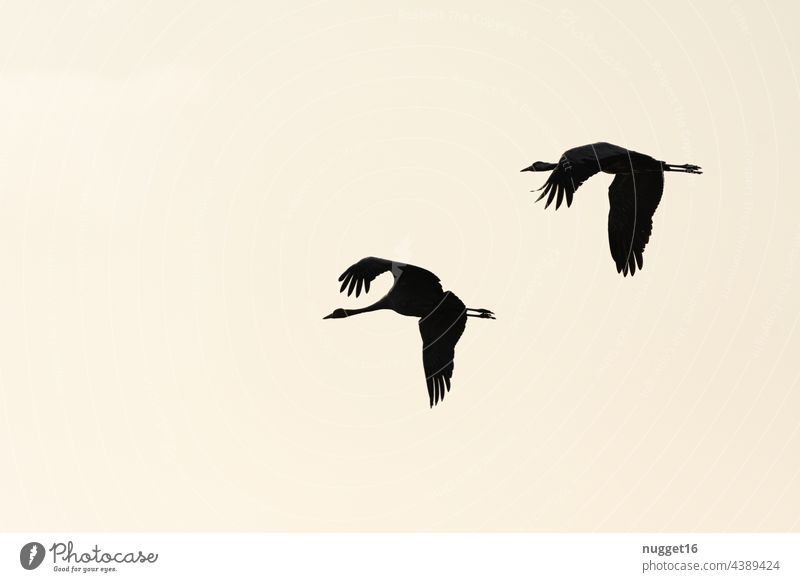 Silhouettes of flying cranes in morning light Crane Cranes Sky Flying Nature Bird Exterior shot Wild animal Colour photo Animal Deserted Environment