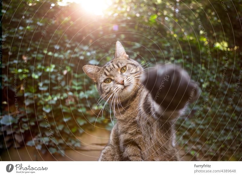 tabby cat outdoors reaching for camera nature green garden front or backyard ivy leaves shorthair cat looking at camera paw raising paw claws cute copy space
