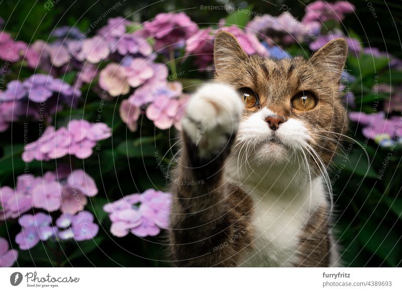 tabby white cat in front of blooming hydrangea plant outdoors nature pink flowering plant blossom garden front or backyard british shorthair cat feline fur