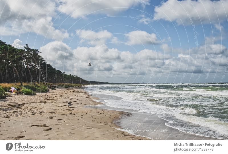 West Beach Darss Fischland-Darss-Zingst Western Beach Baltic Sea coast Waves Water Ocean Sand trees Forest Sky Clouds Wind Sun Nature Landscape Seagull