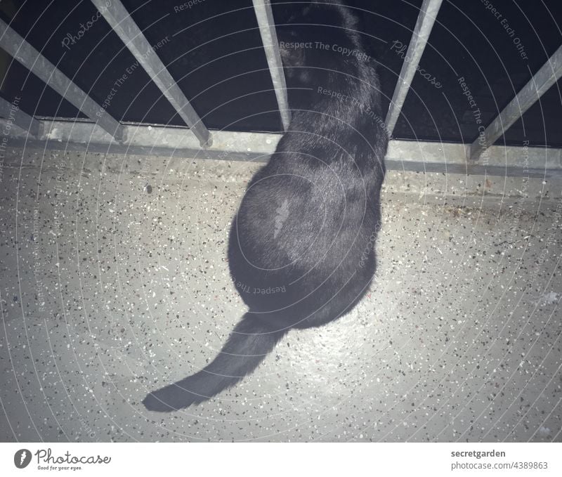 At night all cats are black trash Cat Balcony at night rail parapet Bird's-eye view Domestic cat inquisitorial Curiosity Evening floor Mottle Grating latticed