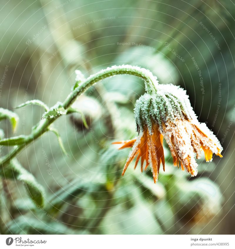 the winter marigold Environment Nature Landscape Plant Winter Climate Ice Frost Snow Snowfall Flower Wild plant Marigold Daisy Family Flowering plant Blossom