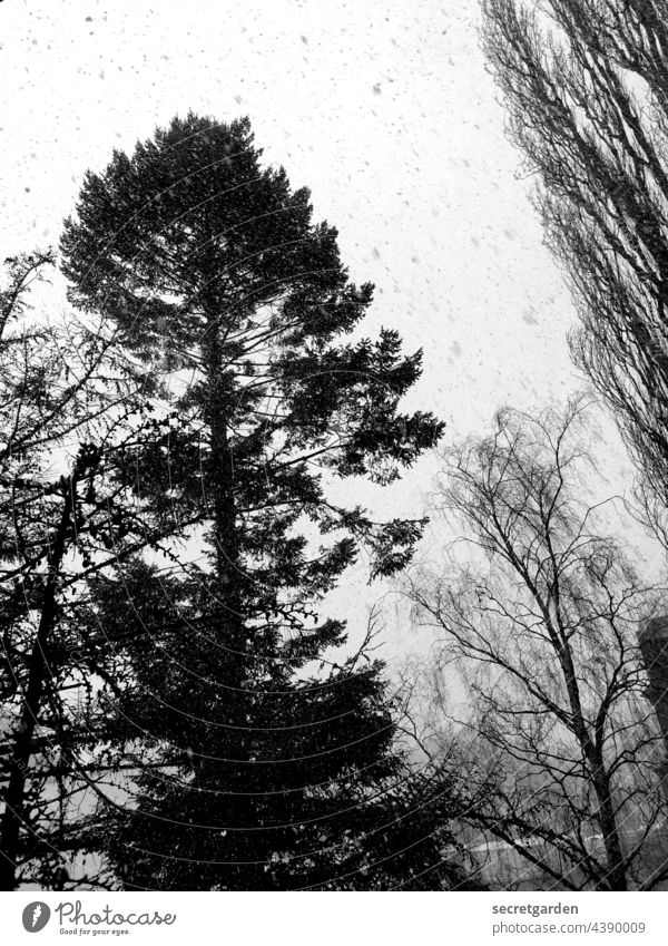 Colourful snow flurry blow snow Snow Black & white photo trees Tree Snowflake Winter Snowfall Cold Exterior shot Nature White Gray Deserted Weather Environment