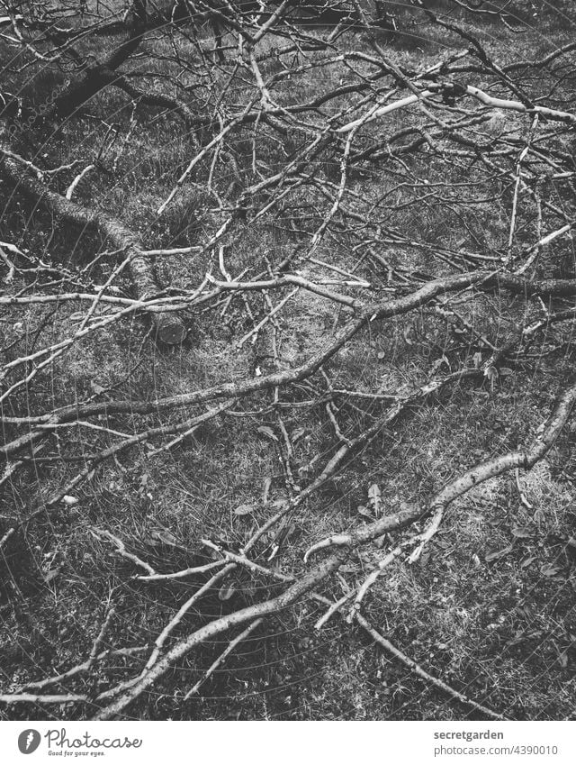 Wood outside the hut. somber depressive ramified branches Nature Branch Black & white photo Minimalistic Pattern Gloomy Bleak Winter corrupted Broken