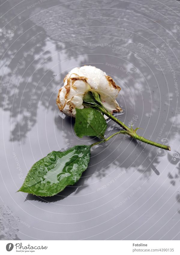 A white, beguilingly fragrant rose lies on a wet and rainy garden table. Flower Plant Nature Exterior shot Colour photo Deserted Day Garden Green