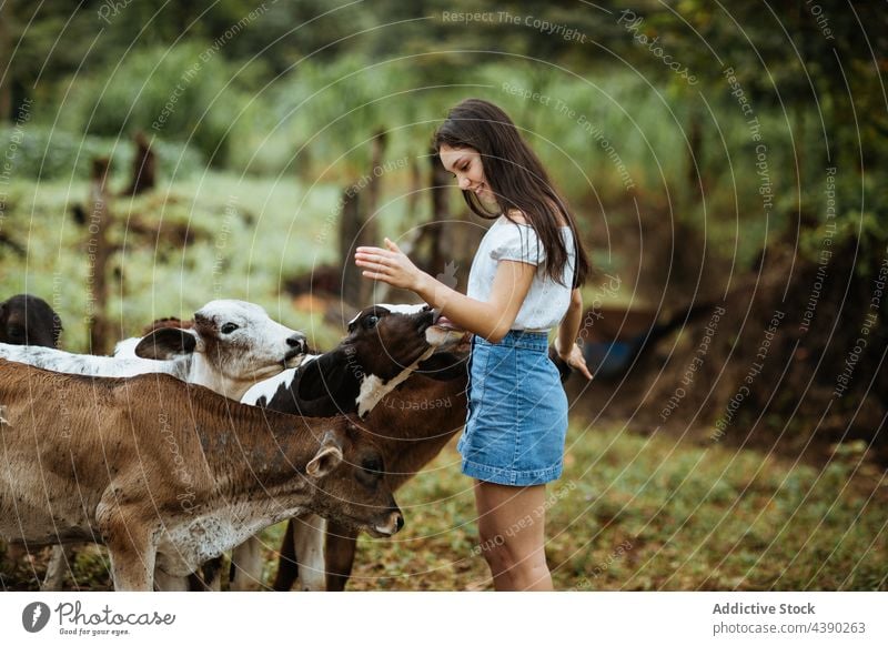 Happy woman with calves in countryside calf animal caress happy pasture summer together cute stroke female young teen teenage traveler environment nature field